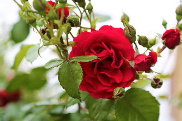belle rose rouge sur un rosier